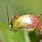 macro-09