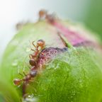 macro-10
