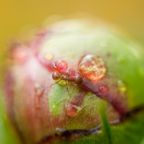 macro-11