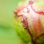 macro-13