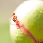 macro_vi-5